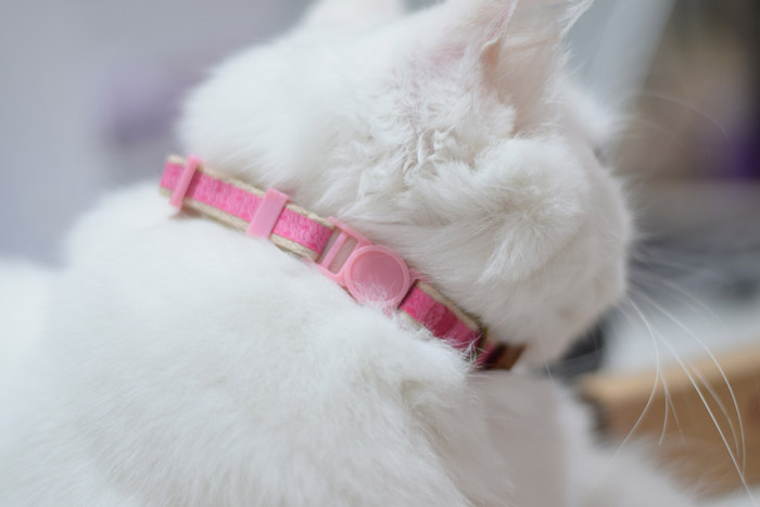 pink cat collar - side - image