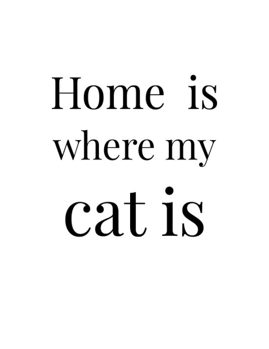 Home is where my cat is
